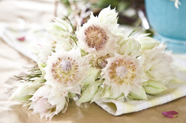 Blushing Bride Proteas