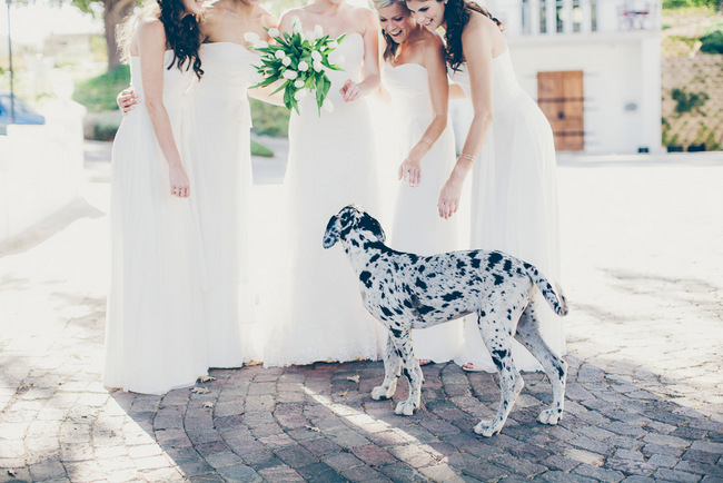 Dalmation at Black and White Wedding