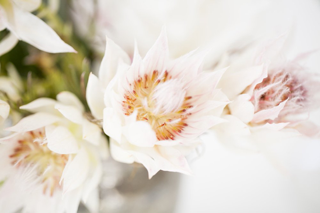 Import Flowers - This white blushing bride protea is definitely a stunner!