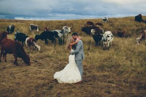 Nguni Cows Wedding Portrait | Credit: Knot Just Pics