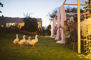 Geese at Farm Wedding | Image: Moira West