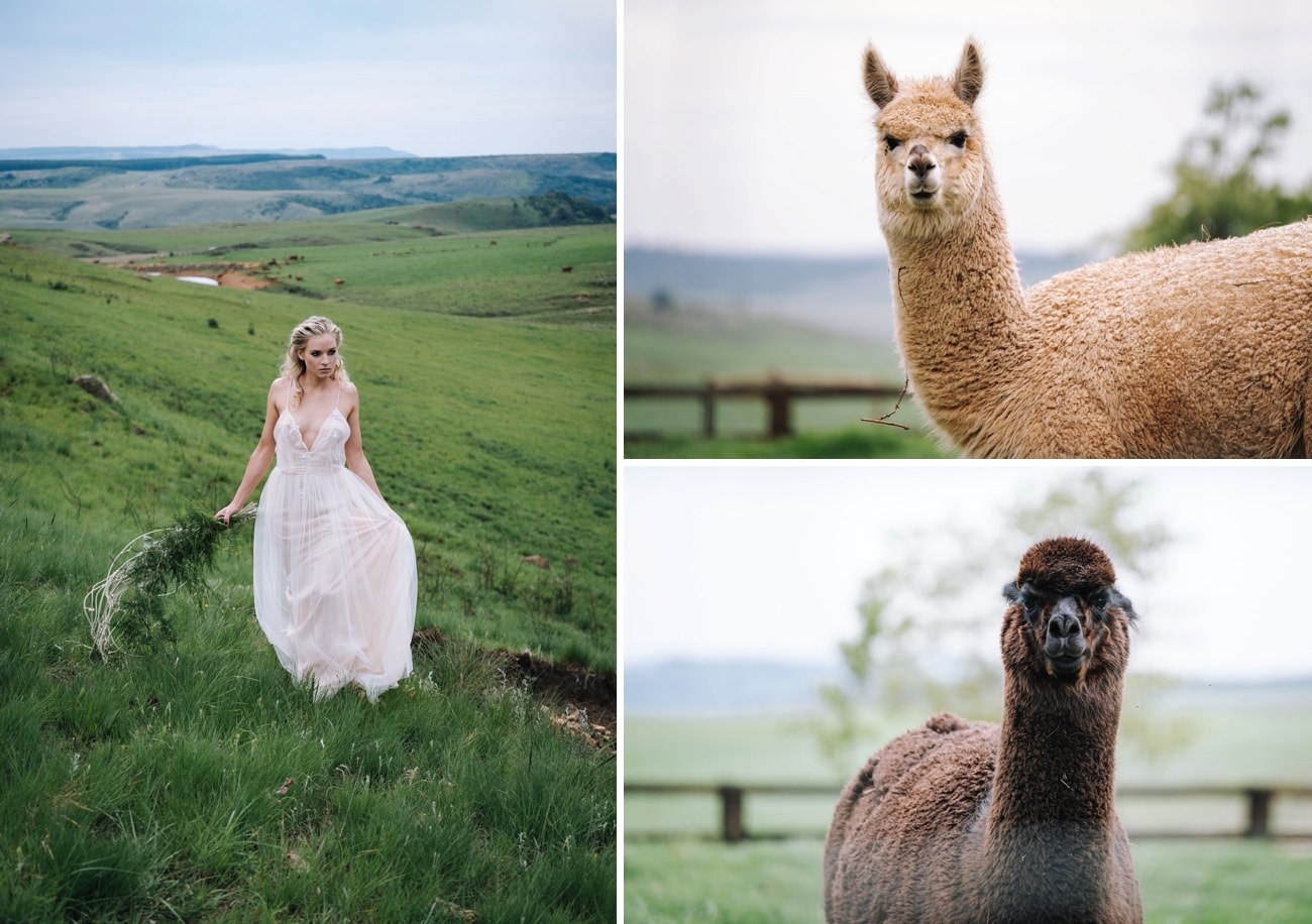 Wedding Alpacas | Atmospheric Wedding Inspiration | Credit: The Shank Tank